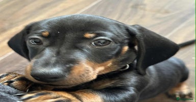 Miniature Dachshund dogs - Advert 6