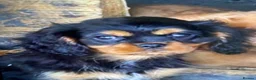 Cavalier King Charles Spaniel dogs for sale: Beautiful Cavalier King Charles Spaniel Puppies  - Advert 3