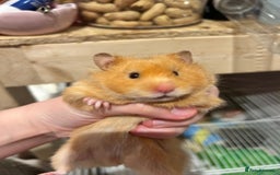 Hamster rodents for sale: Older TAME hamsters  - Image 7