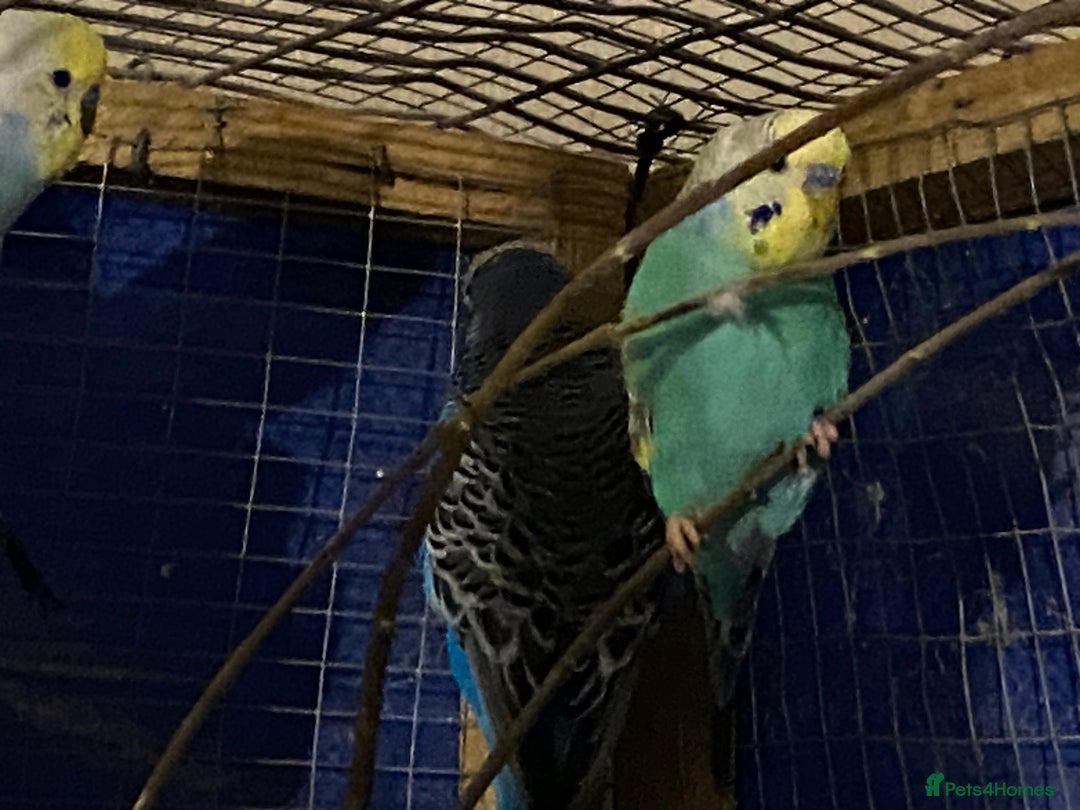 Budgerigars birds for sale: 3 boy budgies for sale  - Advert 13