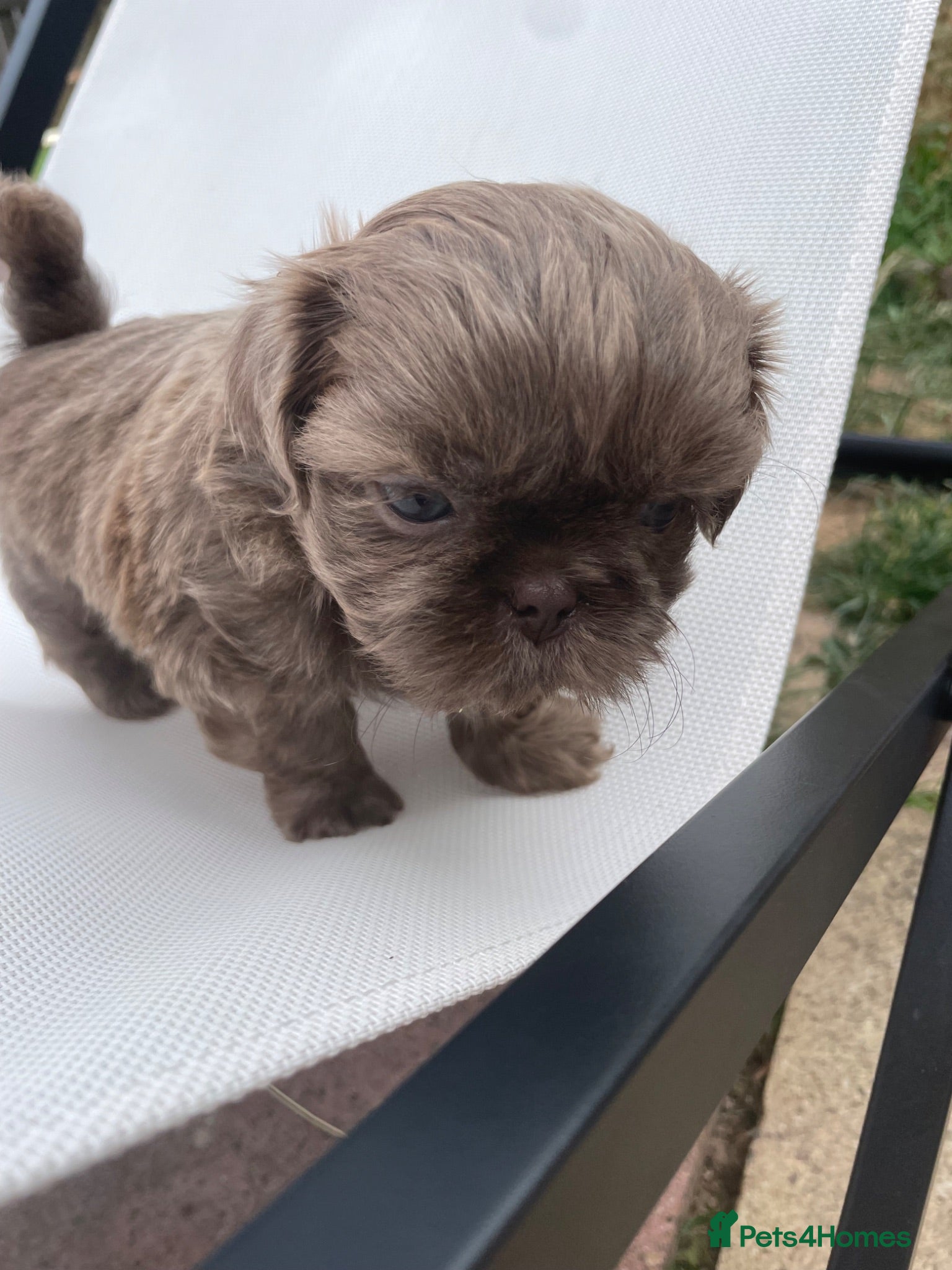 Shih Tzu dogs Last Boy AVAILABLE ready now 🐾  - Advert 2