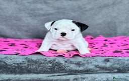 Old Tyme Bulldog dogs for sale: 🩷🩷Old Tyme Bulldog Puppies🩷🩷 - Image 8