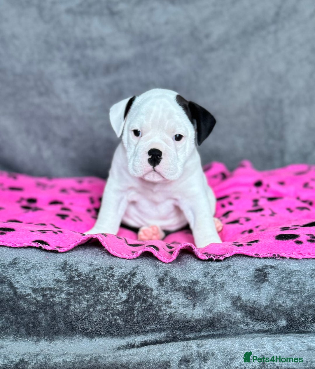 Old Tyme Bulldog dogs for sale: 🩷🩷Old Tyme Bulldog Puppies🩷🩷 - Image 8