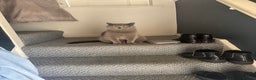 British Shorthair cats for sale: British short hair boy  - Advert 4