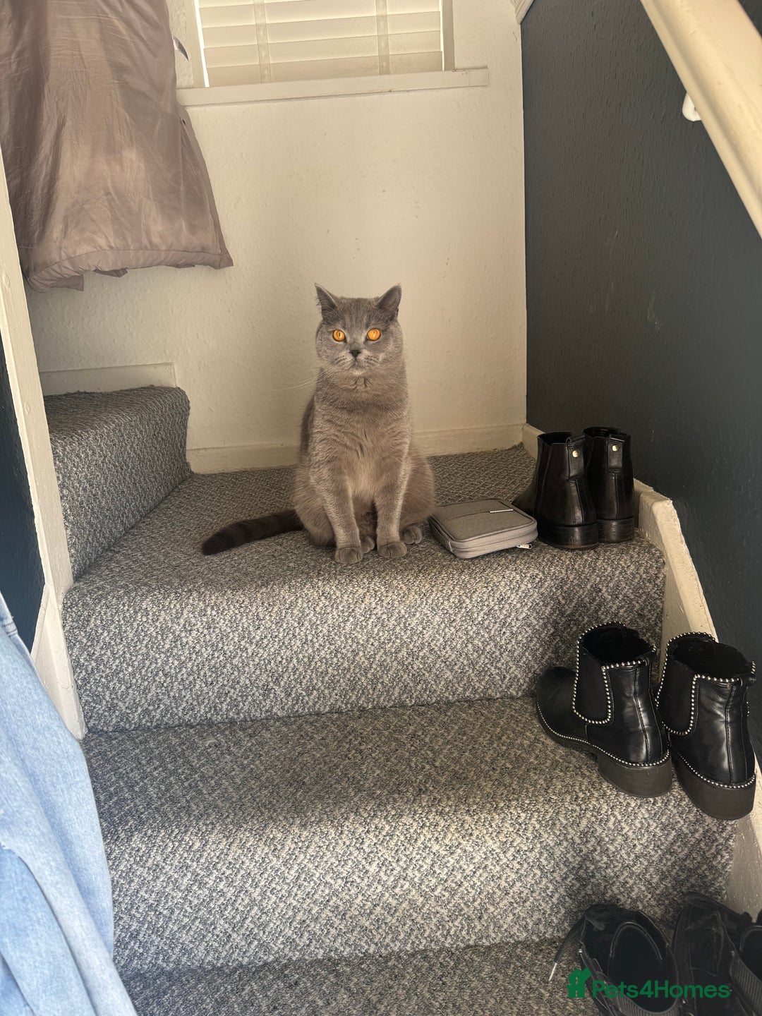 British Shorthair cats for sale: British short hair boy  - Advert 4