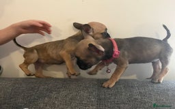 French Bulldog dogs for sale: French bulldog  - Image 1