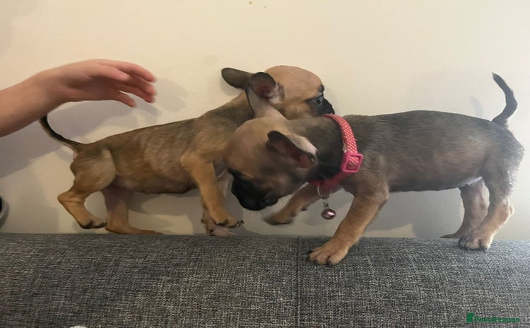 French Bulldog dogs - Advert 6