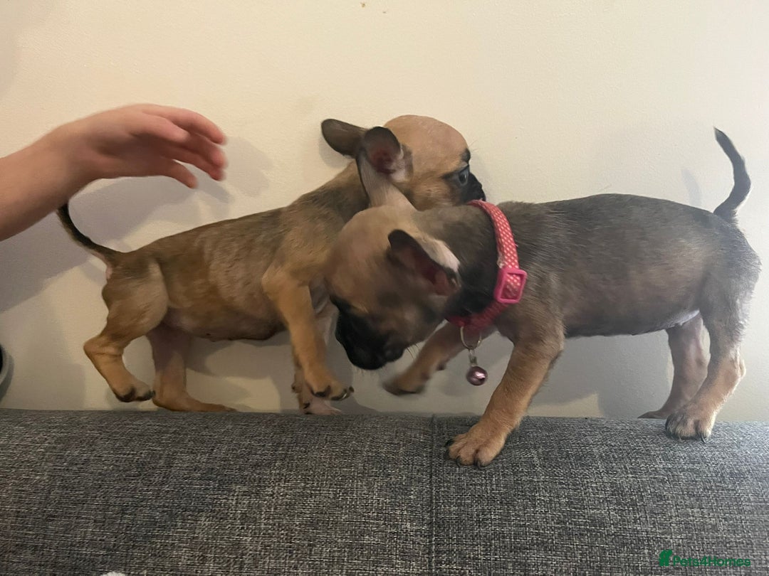French Bulldog dogs for sale: French bulldog  - Image 1