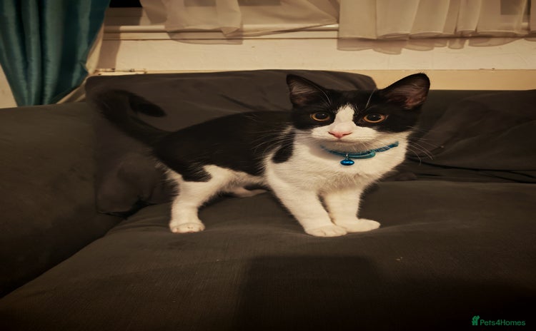 Mixed Breed cats - Advert 2