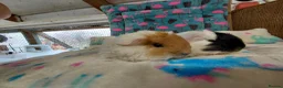 Guinea Pig rodents for sale: Baby Longhaired Boars Texel/Merino/Teddies RTR  - Advert 16