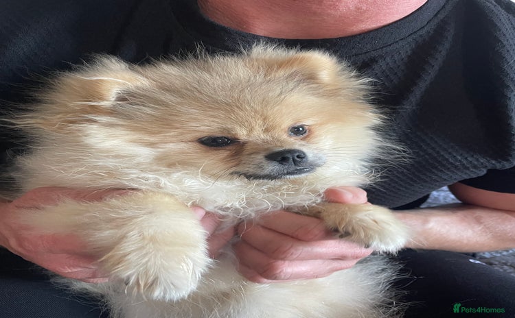 Pomeranian dogs - Advert 15