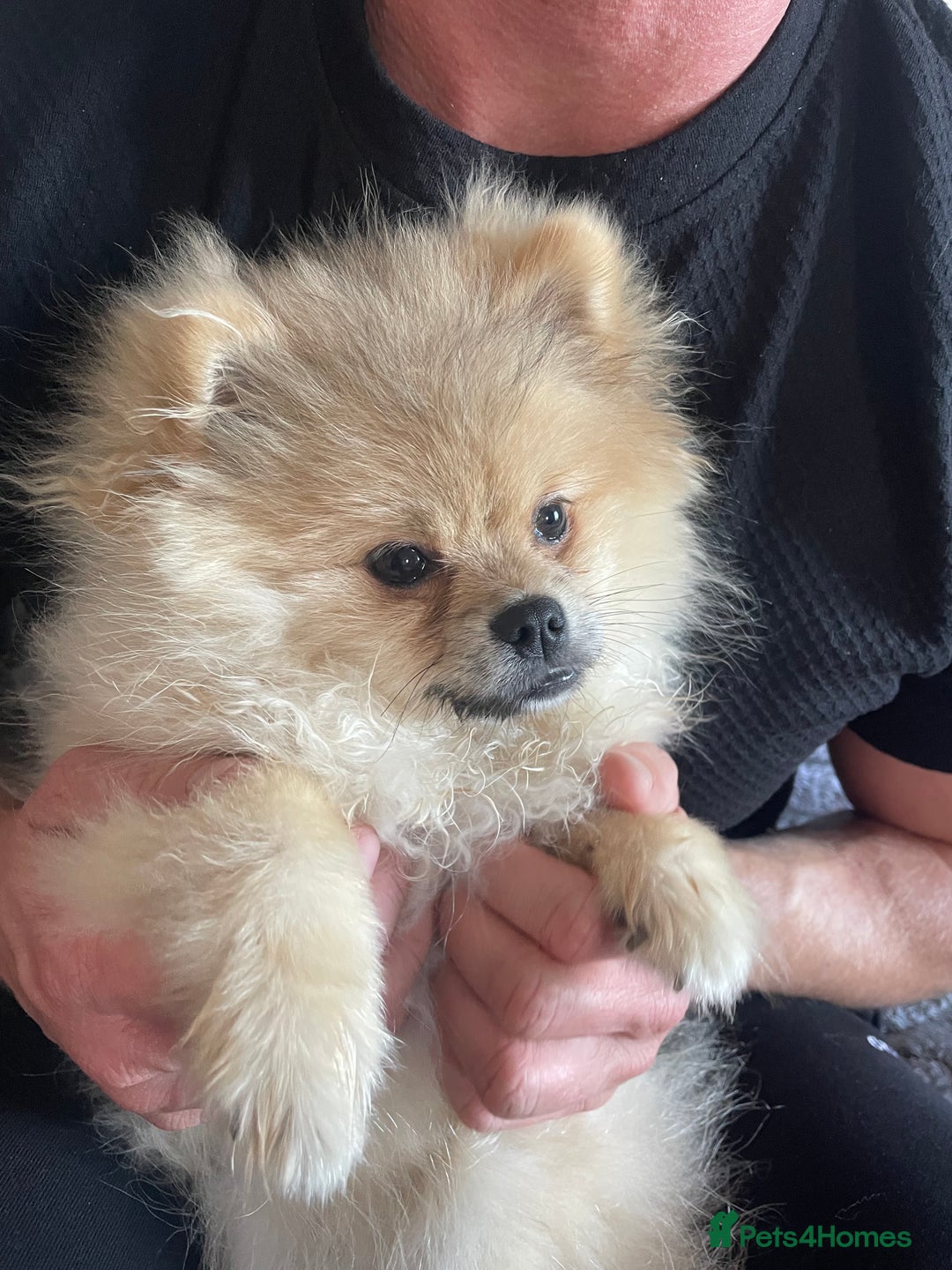 Pomeranian dogs for sale: Beautiful Pomeranian Boy - Image 1