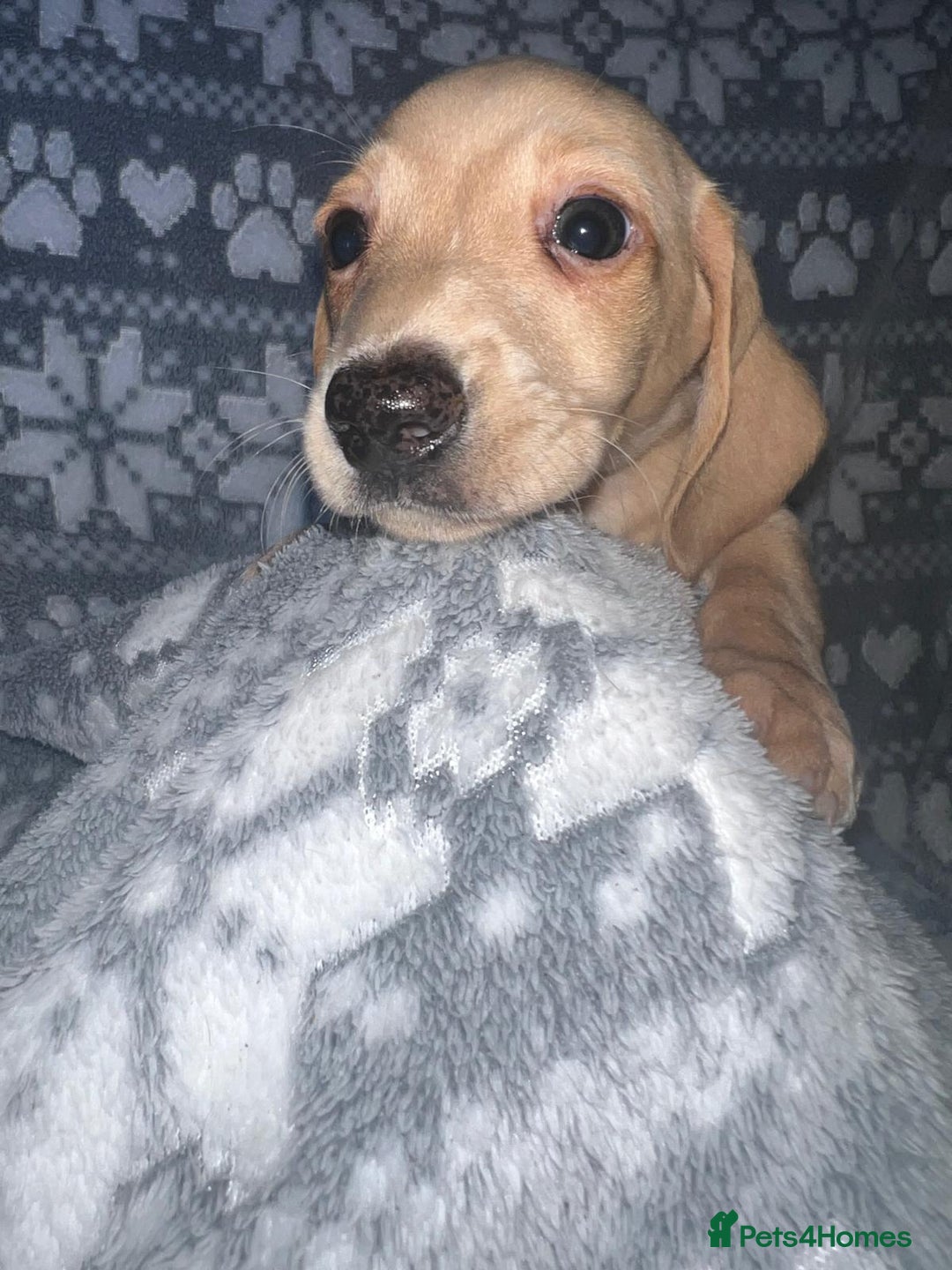 Miniature Dachshund dogs for sale: Kc registered miniature dachshunds  - Image 14