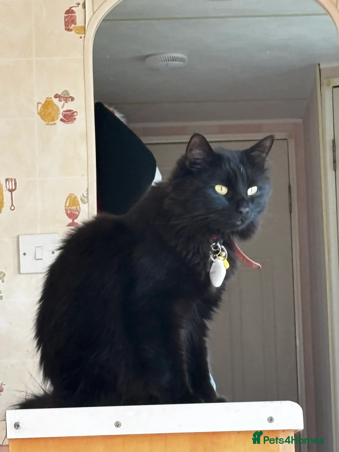 Turkish Angora cats for sale: Binx. in Blackpool - Advert 5