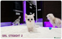 Scottish Fold cats for sale: Scottish Fold Kittens ( Delivery  available) - Image 14