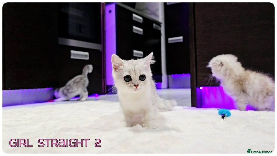 Scottish Fold cats for sale: Scottish Fold Kittens ( Delivery  available) - Image 14
