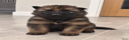 German Shepherd dogs for sale: German Shepherd Puppies | 5 Male, 3 Female - Advert 4