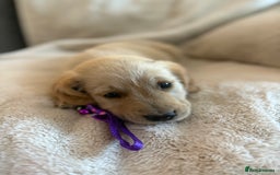 Golden Retriever dogs for sale: Golden retriever puppies ready to go  NOW 🐶🐾🦴  - Image 29