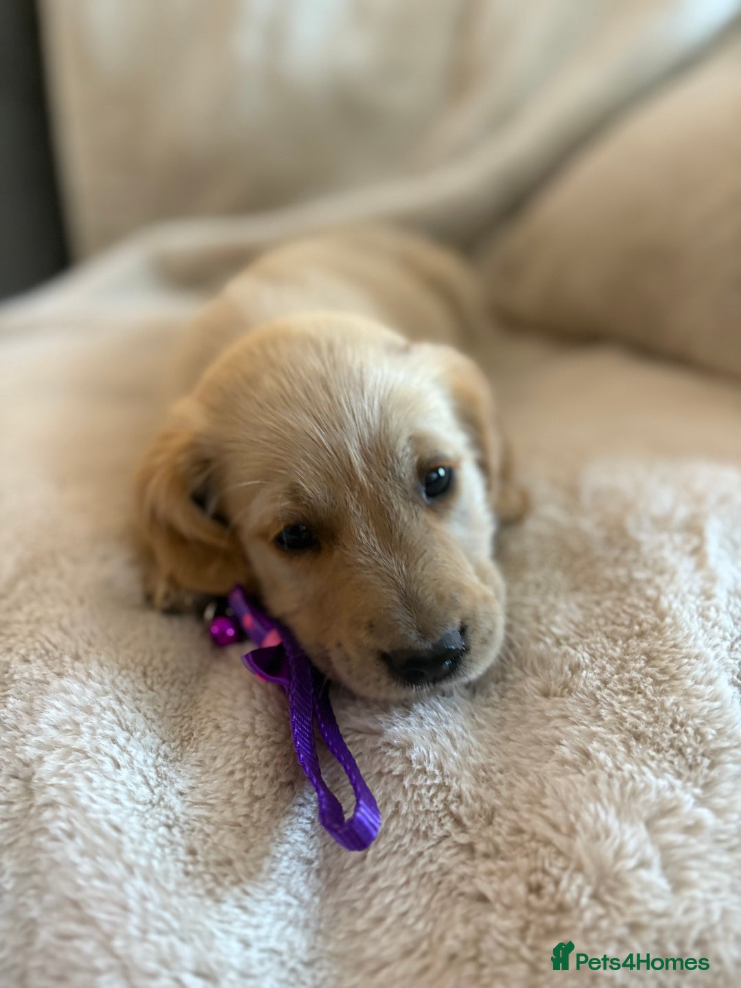 Golden Retriever dogs for sale: Golden retriever puppies ready to go  NOW 🐶🐾🦴  - Image 29