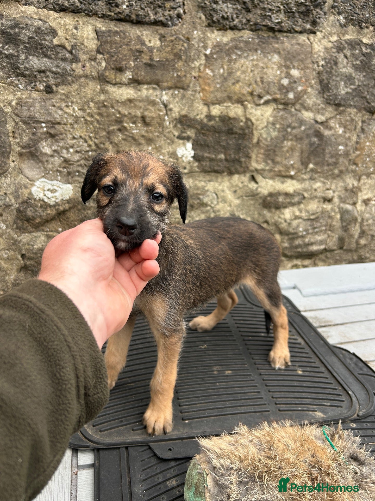 Lurcher dogs Bedlington whippet lurcher pups - Advert 1