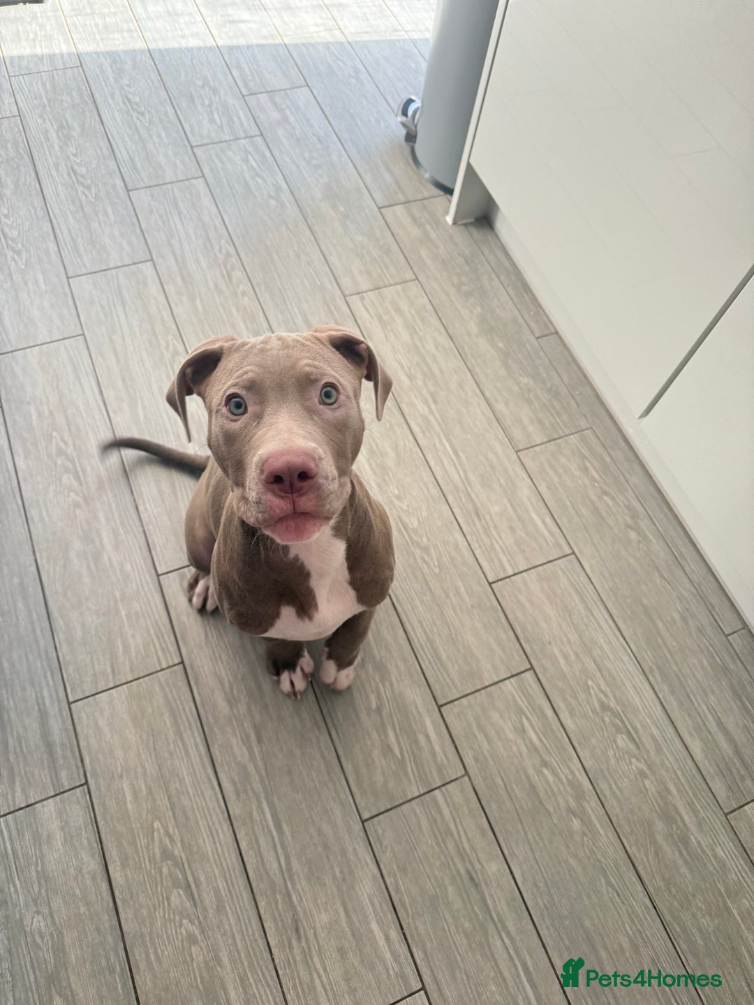 American Bully dogs for sale: Rocky- American Bully Puppy - Advert 3