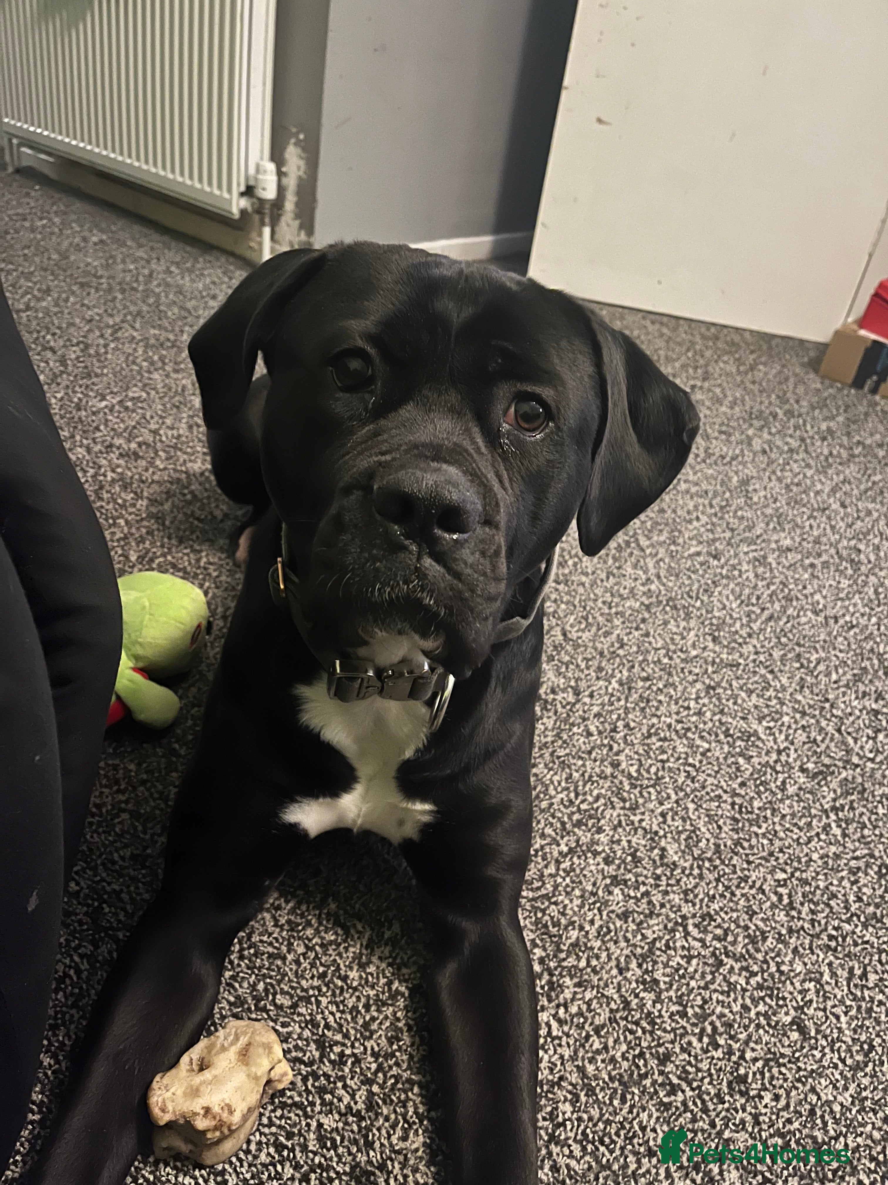 Cane Corso dogs Cane Corso Puppies ready x2 Male x1 female  - Advert 3