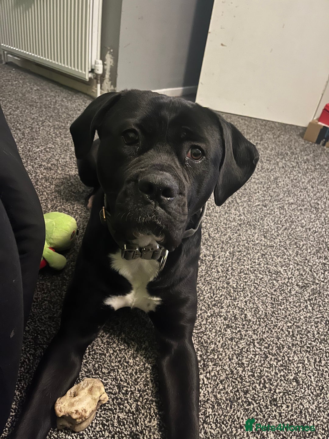 Cane Corso dogs for sale: Cane Corso Puppies ready x2 Male x1 female  - Advert 1