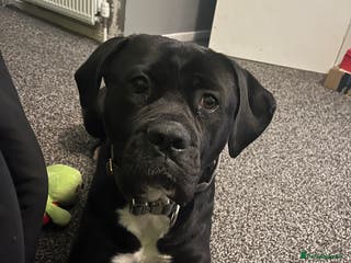 Cane Corso dogs Cane Corso Puppies ready x2 Male x1 female - Advert 3