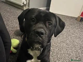 Cane Corso dogs Cane Corso Puppies ready x2 Male x1 female - Advert 18