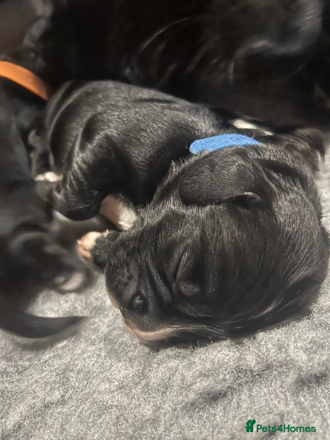 Cocker Spaniel dogs for sale: Beautiful Working Cocker Spaniel Puppies for Sale - Image 16