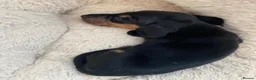 Dachshund dogs for sale: Beautiful dachshund puppies - Advert 3