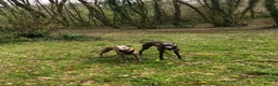 Whippet dogs for sale: Whippet & Whippet X in Plymouth - Advert 2