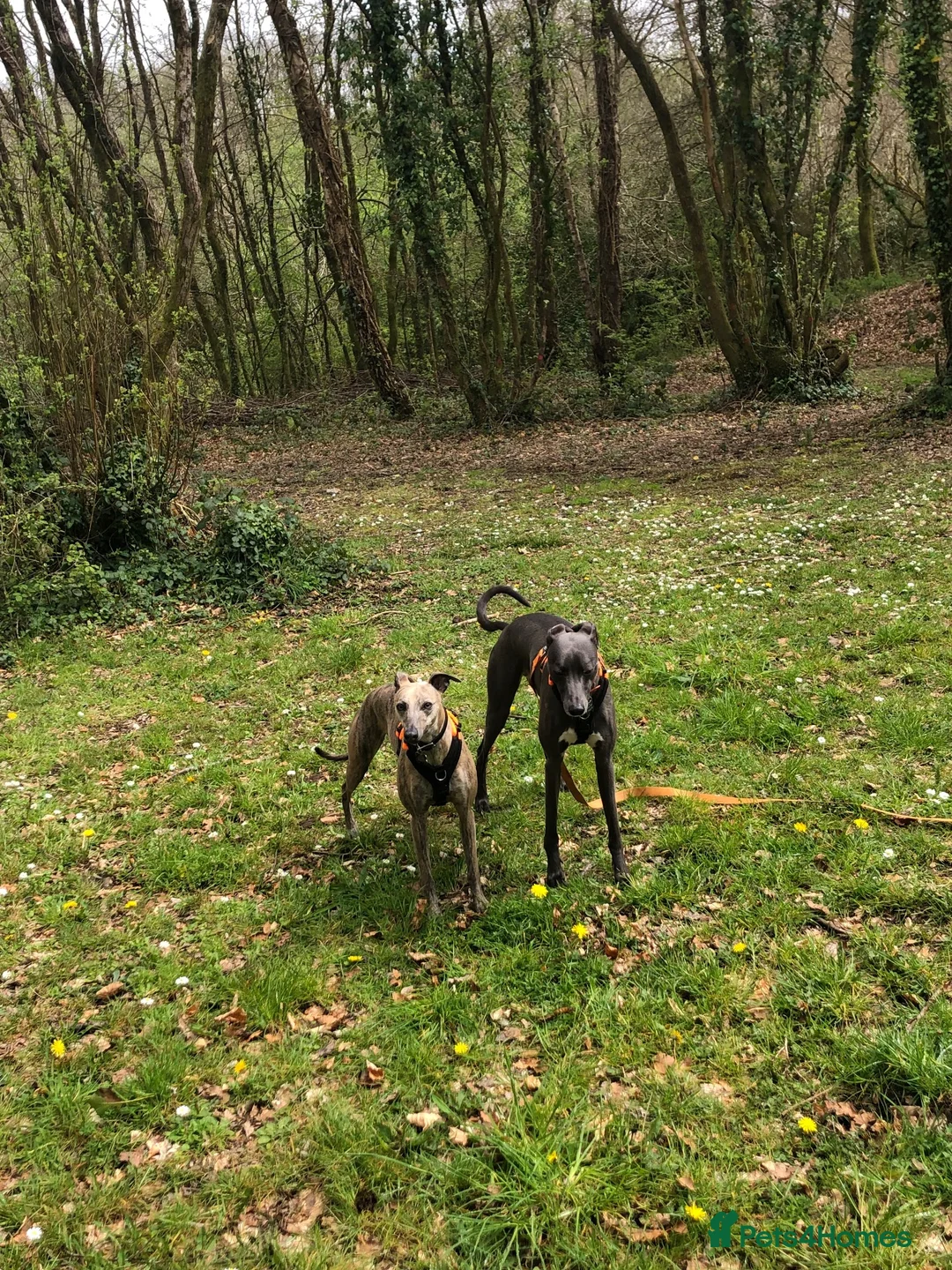 Whippet dogs for sale: Whippet & Whippet X in Plymouth - Advert 2