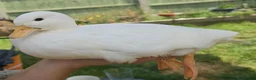 Ducks poultry for sale: White Call Ducks - Advert 3