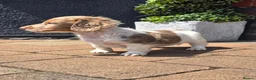 Miniature Dachshund dogs for sale: Isabella and Tan Piebald Long Hair Female - Advert 11