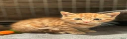 Mixed Breed cats for sale: Beautiful kittens  in Lutterworth - Advert 4