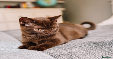 British Shorthair cats - Advert 9