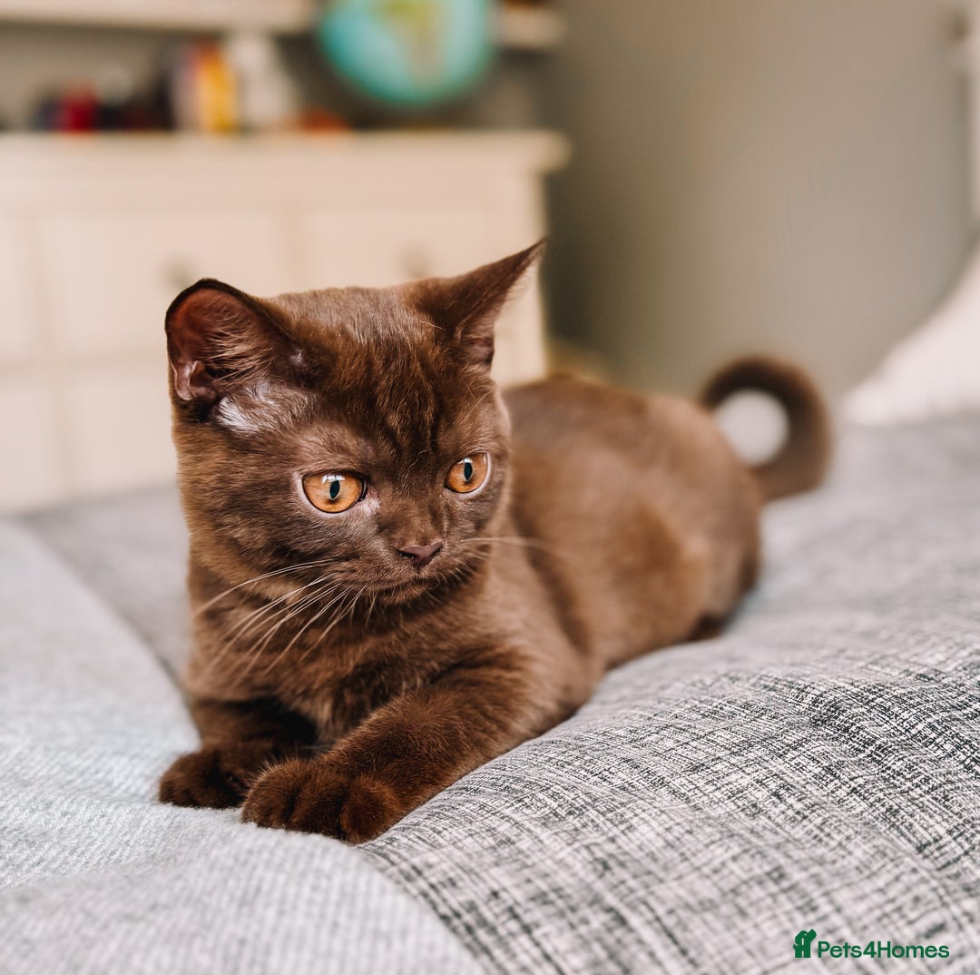 British Shorthair cats for sale: Last Blue boy British shorthair kitten GCCF - Image 9