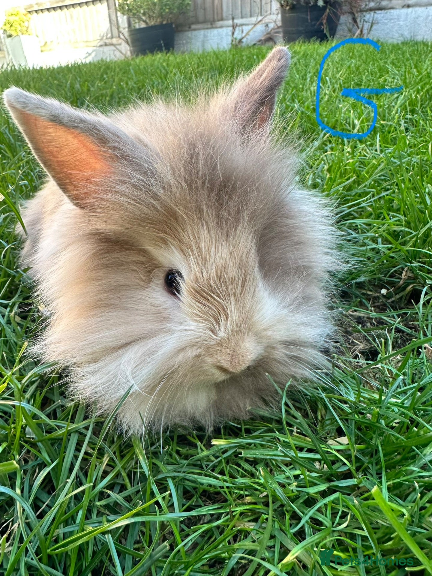 Lionhead rabbits Lionhead rabbits for sale  - Advert 1