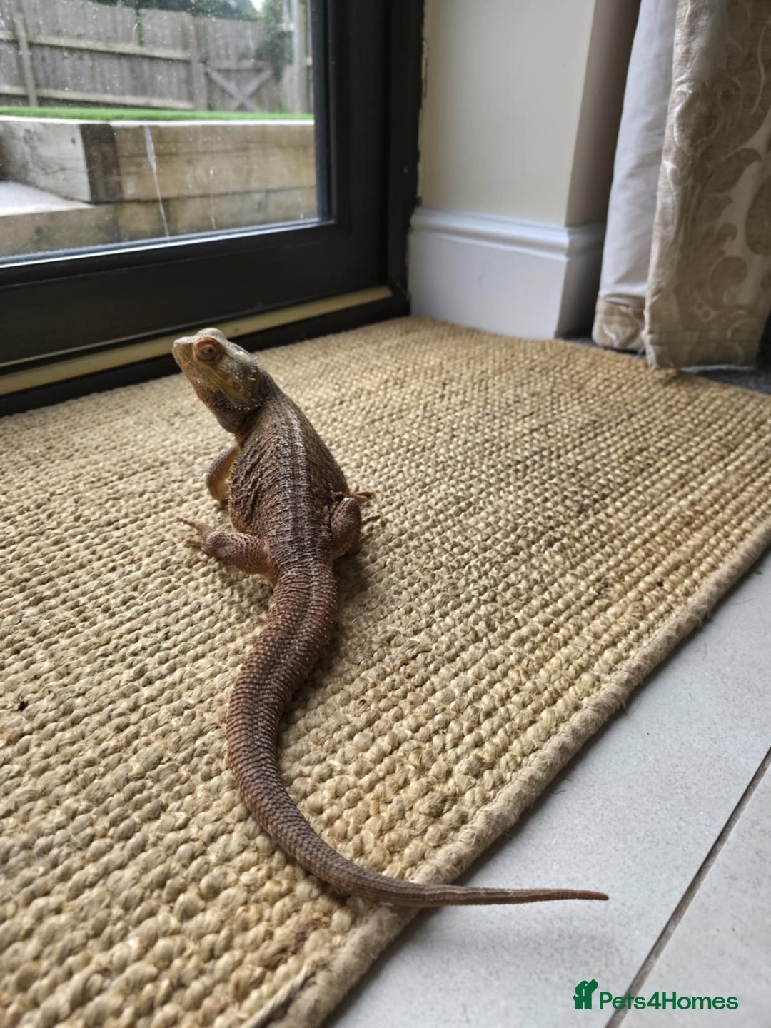 Bearded Dragon reptiles for sale: Alex looking for a loving home  - Image 9