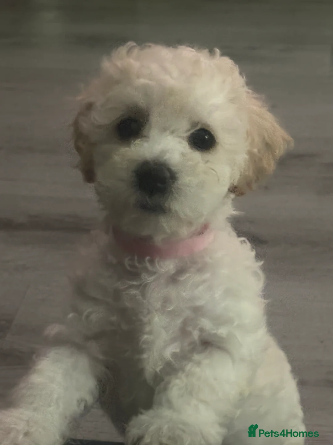 Cavapoochon dogs for sale: *REDUCED*LAST BABY GIRLS LEFT READY TO LEAVE NOW  - Advert 8