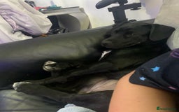 Mixed Breed dogs for sale: Beautiful mastiff x lab - Image 3