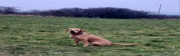 Labrador Retriever dogs for stud: Stud duties  (PROVEN) in Hengoed - Advert 2