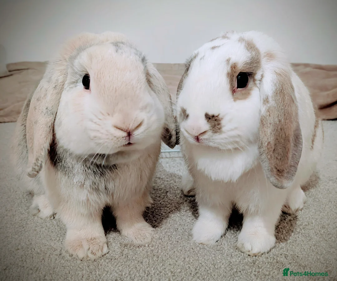 Mini Lop rabbits for sale: Beautiful young bunnies  - Advert 12