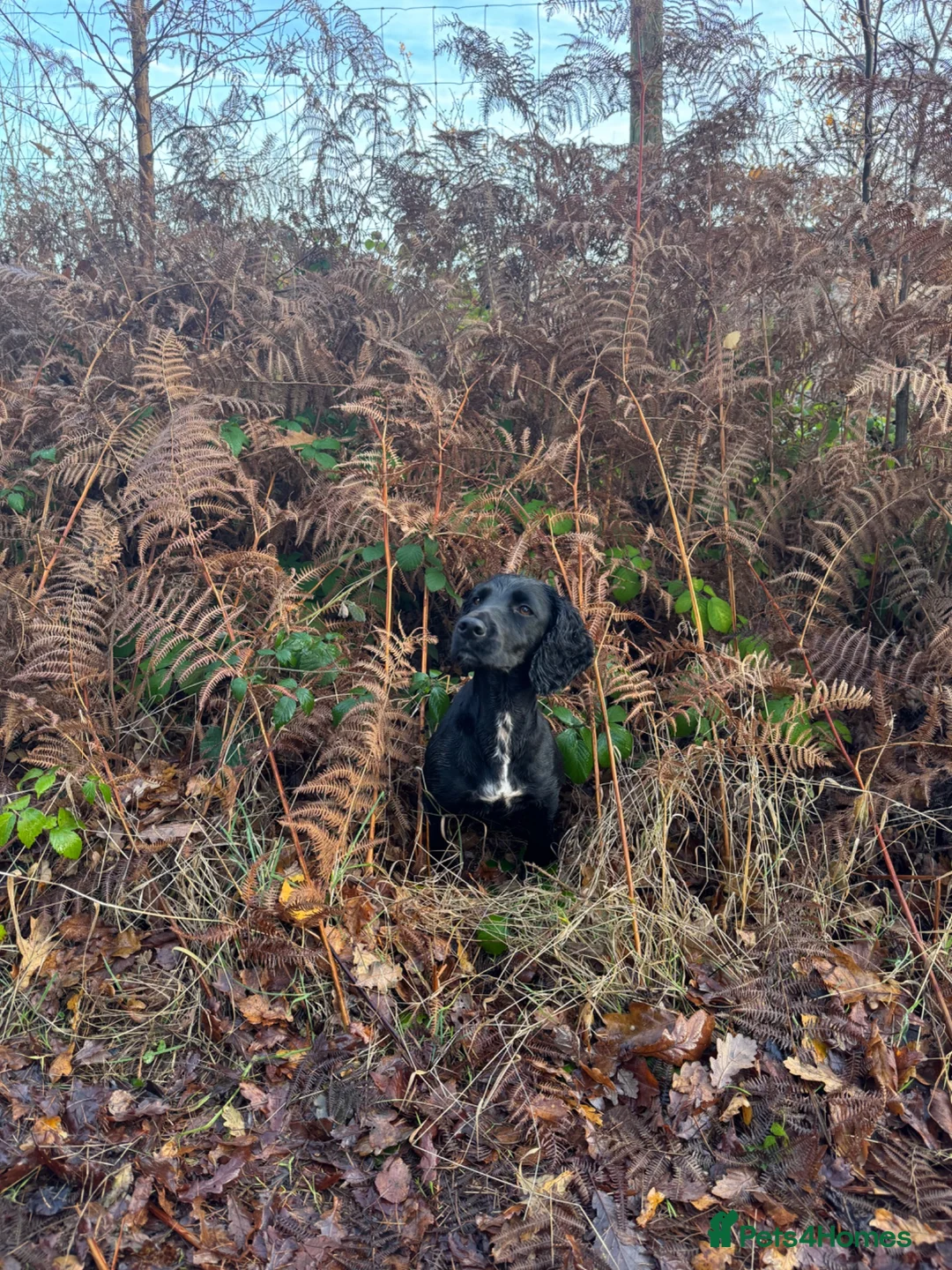 Cocker Spaniel dogs for sale: Working cocker spaniel puppy - Advert 1