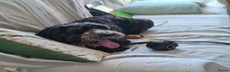 Cockapoo dogs for adoption: Buddy - Fakenham Norfolk  in Fakenham - Advert 6