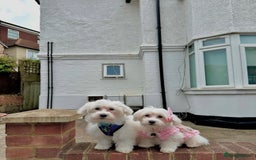 Maltese dogs for sale: URGENT ! maltese girl looking for new home  - Image 5