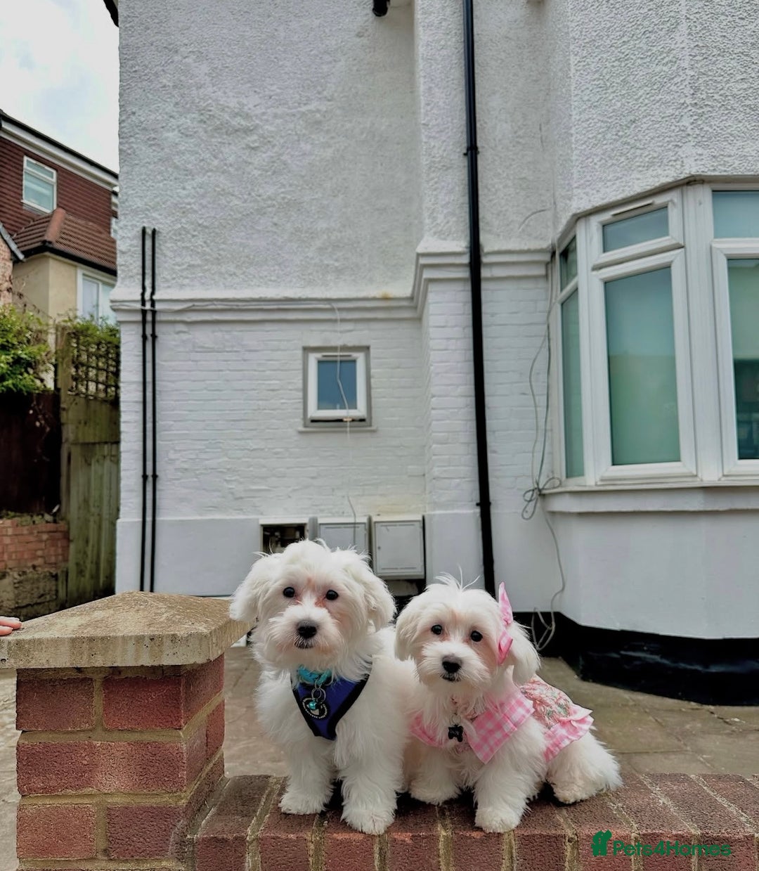 Maltese dogs for sale: URGENT ! maltese girl looking for new home  - Image 5