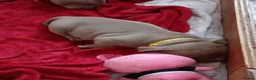 American Bully dogs for sale: American pocket bully pups in Bedlington - Advert 9
