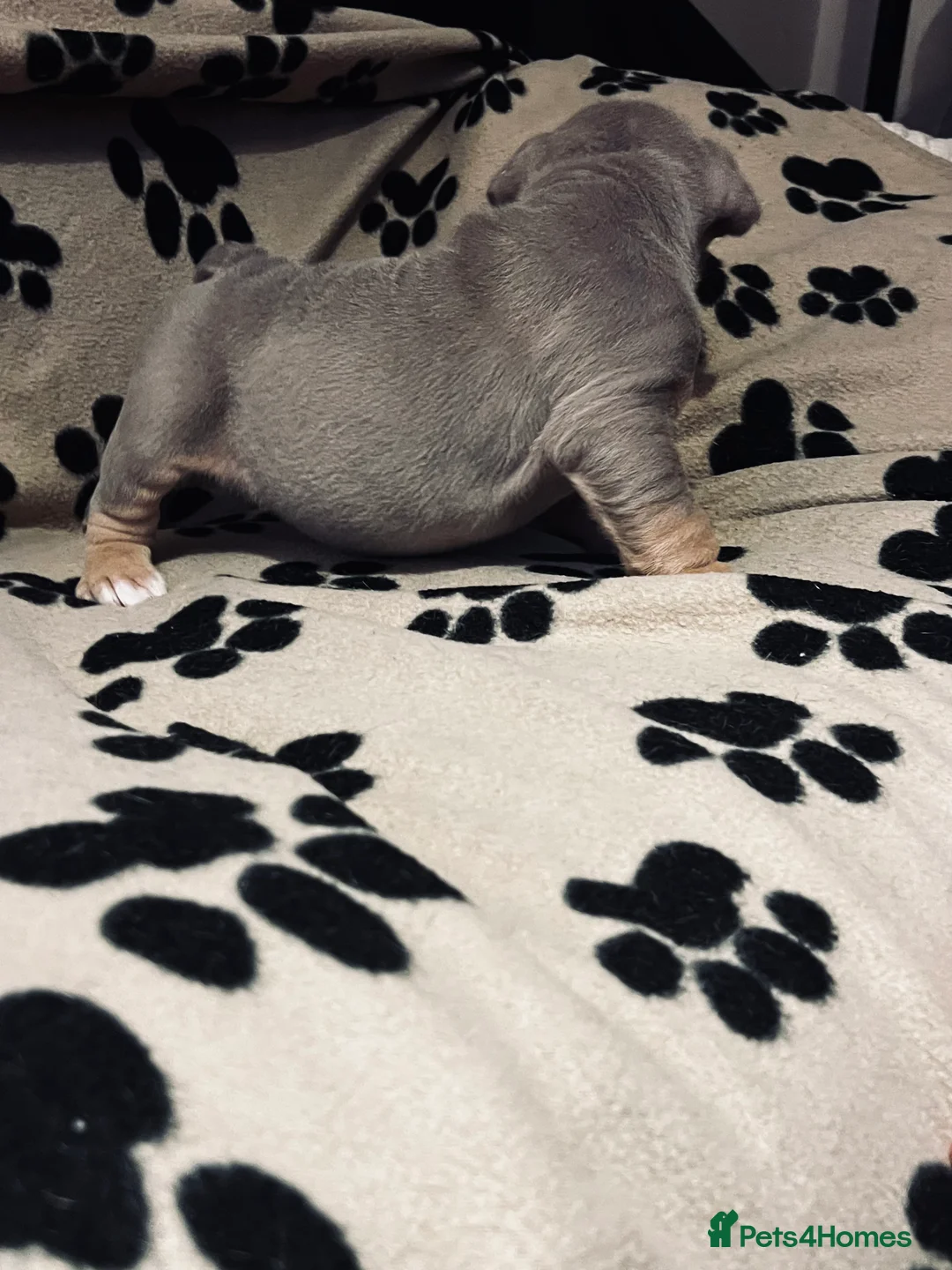 English Bulldog dogs for sale: Beautiful English bulldog pup - Advert 9